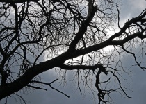 Black Branches Against Overcast Sky