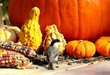 Black-capped Chickadee And Pumpkins