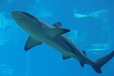 Tiburón de arrecife de punta negra en ac