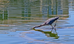 Blue Heron Fishing Feeding