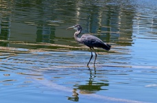 Blue Heron Standing in a Lake