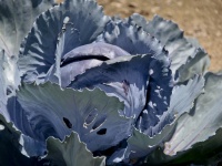 Blue Vantage Cabbage Head