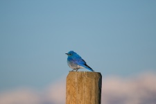 Modrý pták