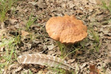 Bolete Mushroom and Turkey Feather