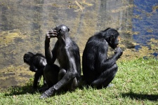Bonobo Singes