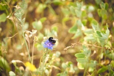 Bumblebee pollinating