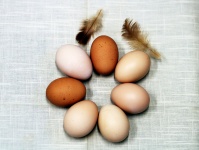 Uova di pollo marrone sul tovagliolo