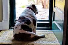 Bulldog väntar vid dörren