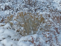 Arbustos cubiertos de nieve