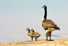 Canada Goose et Gosling sur la plage