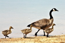 Canada Goose și Gosling Walking