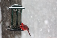 Cardinalul și Junco în zăpadă