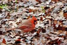 Cardinalul din frunzele toamnei