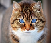 Chat aux yeux bleus
