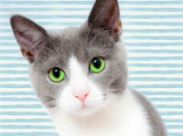 Macska zöld szemekkel