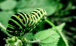 Caterpillar bug