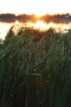 Cattails by the lake
