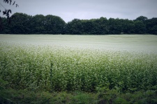 Campo di grano saraceno