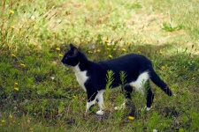 Gatto che cammina nell'erba
