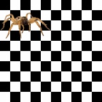Checkerboard med en spindel
