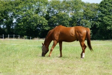 Male Horse In The Meadow