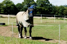 Horse Protected By A Blanket