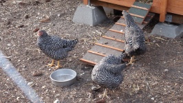 Pollos por la Cooperativa
