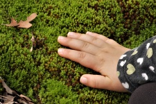 Child's Hand aanraken van mos