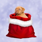 Regalo del cucciolo di cane di Natale