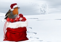 Christmas Robin in Hat