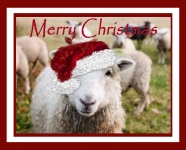 Christmas Sheep in Hat