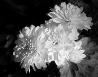 Chrysanthemums In Black And White
