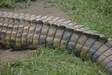 Vista ravvicinata della coda di coccodri