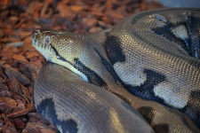 Close View Of Snake
