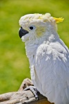 Cockatoo White
