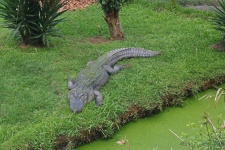 Krokodyl na trawniku obok zielonego staw