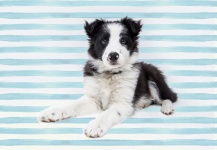 Collie Dog Pup
