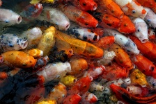 Kleurrijke vis