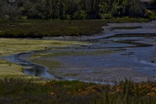 Цветные водно-болотные угодья, Калифорни