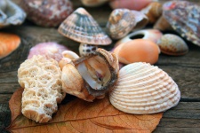 Coral and white shells