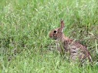Cottontail Rabbit in Grass