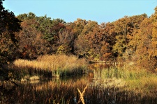 Country Pond in Fall