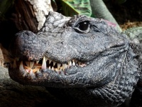 Krokodýl zobrazuje zlověstné zuby