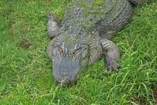 Krokodil med gröna alger på ryggen