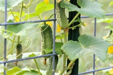 Cucumbers On Vine Close-up