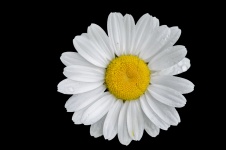 Daisy fleur fond noir