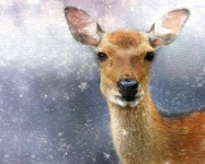 Deer pictura pe acvarel pictura