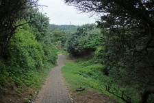 Dense vegetation flanking path