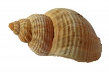 Szczegółowe Spirali Sea Shell