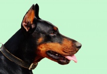 Doberman Dog Portrét